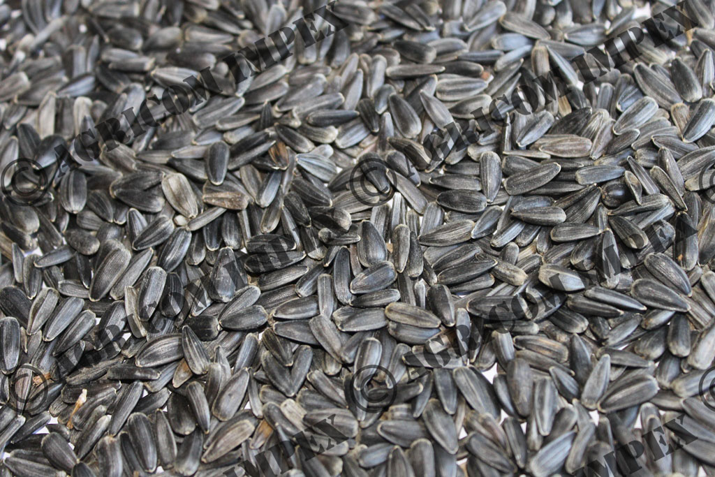 Black Sunflower Seed